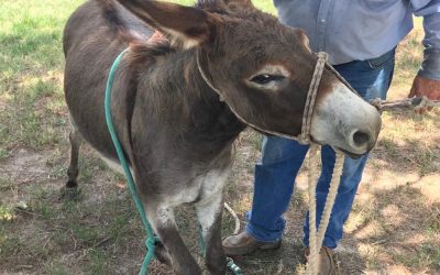 Donkeys Aren’t Stubborn, Just Protective, Like Us!