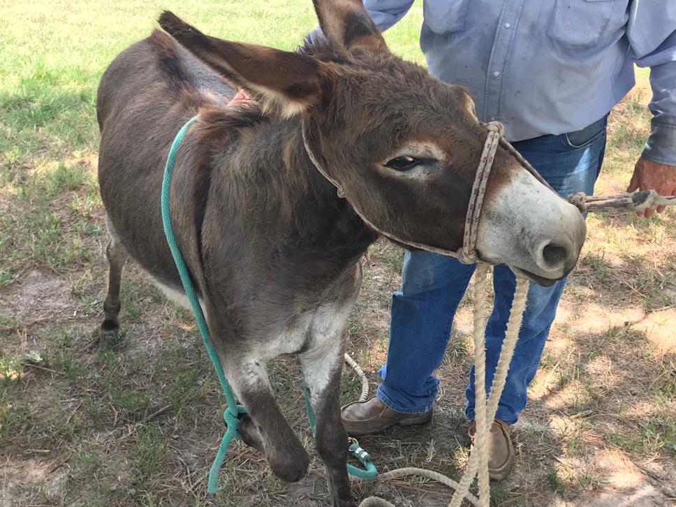 Donkeys Aren’t Stubborn, Just Protective, Like Us!